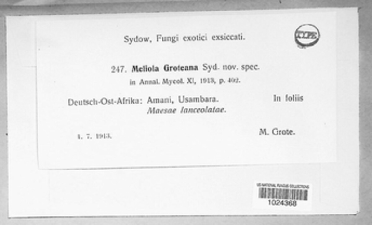 Meliola groteana image